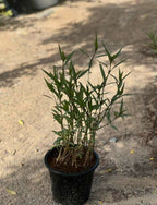 Ruellia ciliosa – Vibrant Flowering Perennial
