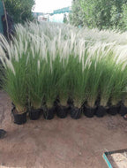 Green Fountain Grass (Pennisetum setaceum)