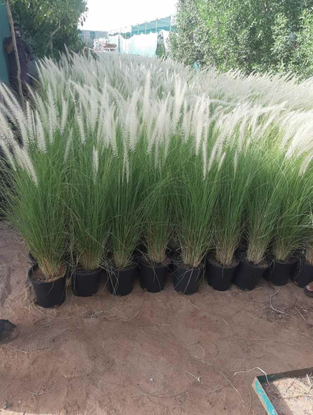 Green Fountain Grass (Pennisetum setaceum)