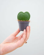 Hoya Kerrii – Sweetheart Plant with Two Hearts