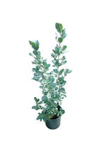 Buy Silver Damas – Conocarpus Erectus Online