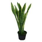 Buy Snake Plant Online - Sansevieria Indoor Plant