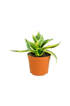 Buy Snake Plant Mini Online - Sansevieria