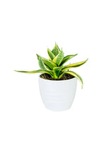 Buy Snake Plant Mini Online - Sansevieria
