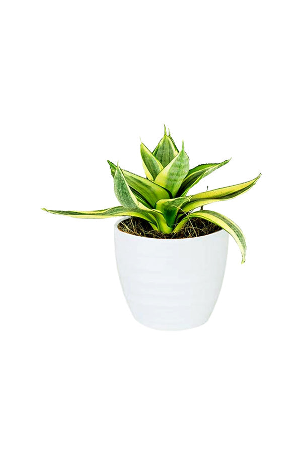 Buy Snake Plant Mini Online - Sansevieria