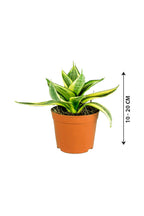 Snake Plant Mini - Sansevieria - Plantsworld.ae
