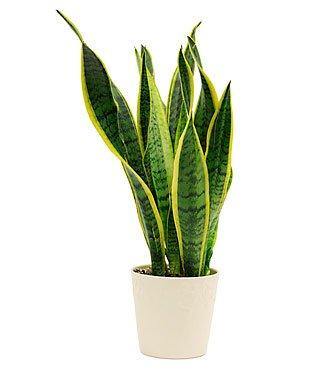 Buy Snake Plant Online - Sansevieria Indoor Plant