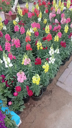 Snapdragon Potted Plant - Antirrhinum Majus