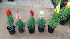 Snapdragon Potted Plant - Antirrhinum Majus