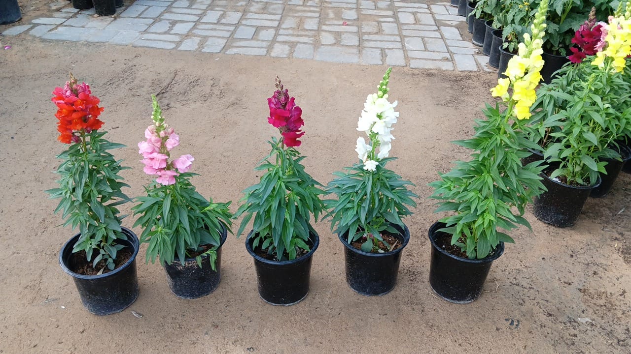 Snapdragon Potted Plant - Antirrhinum Majus