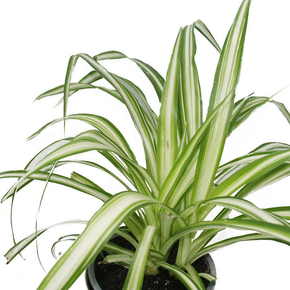Chlorophytum - Spider Plant for Home or Office