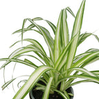 Chlorophytum - Spider Plant for Home or Office