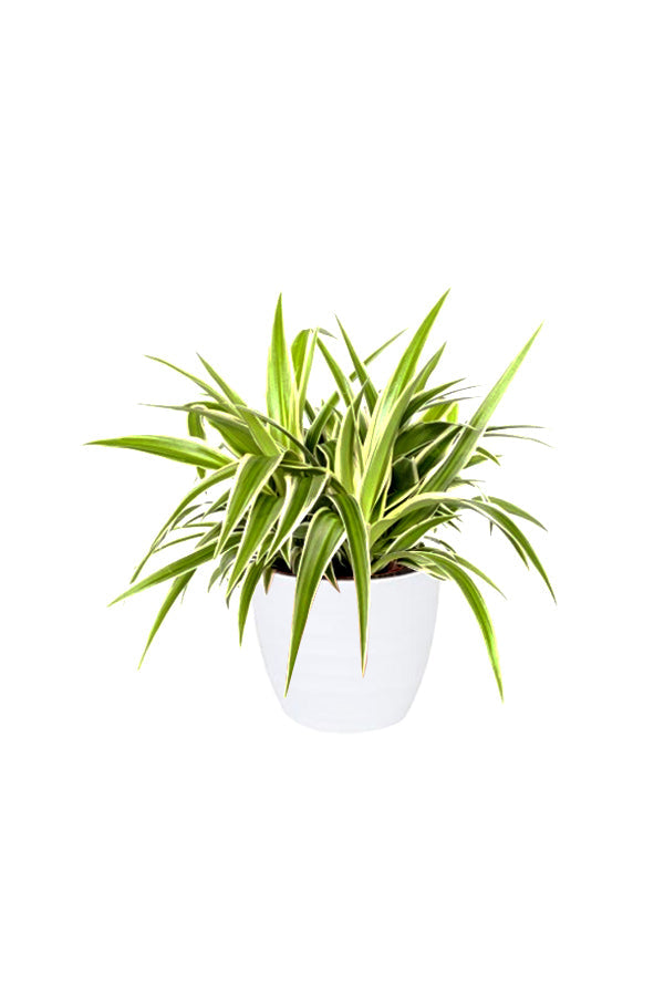 Chlorophytum - Spider Plant for Home or Office