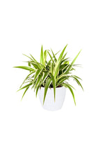 Chlorophytum - Spider Plant for Home or Office