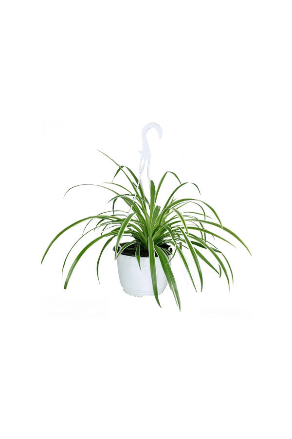 Buy Spider Plant Online - Chlorophytum Comosum