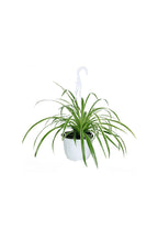 Buy Spider Plant Online - Chlorophytum Comosum