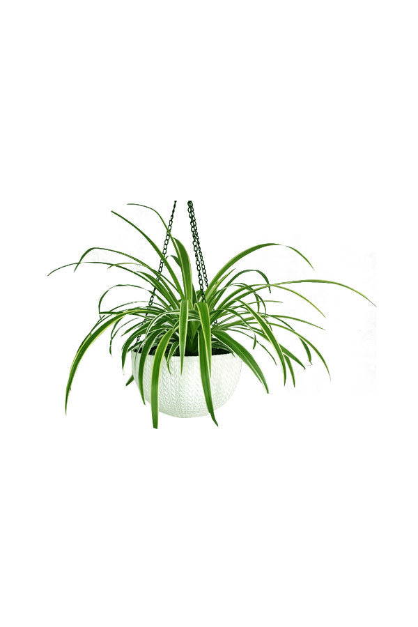 Buy Spider Plant Online - Chlorophytum Comosum