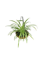 Buy Spider Plant Online - Chlorophytum Comosum