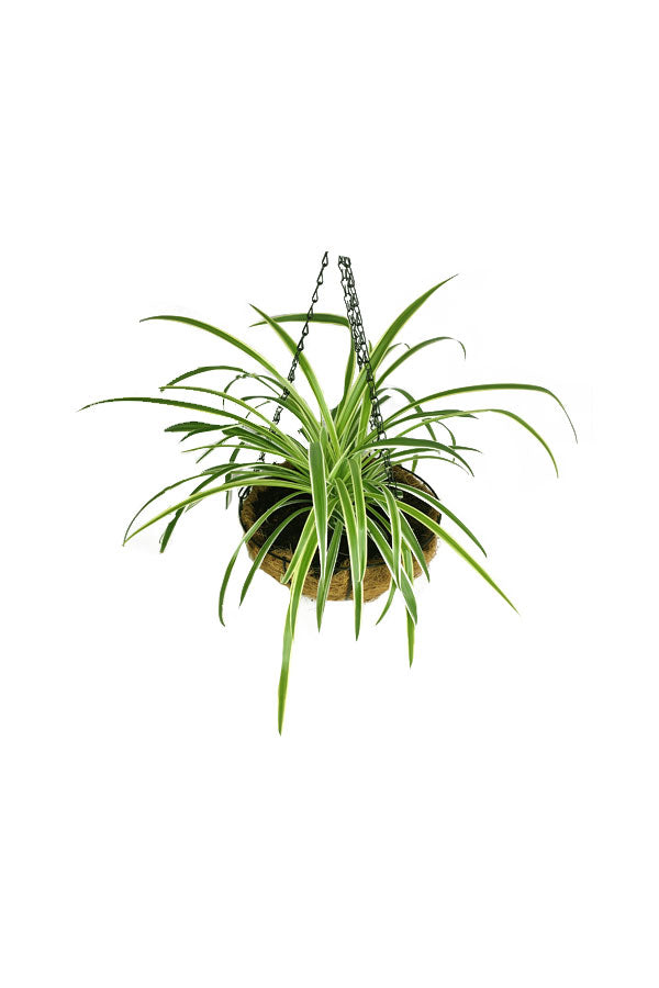 Buy Spider Plant Online - Chlorophytum Comosum