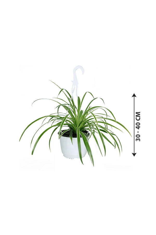 Buy Spider Plant Online - Chlorophytum Comosum