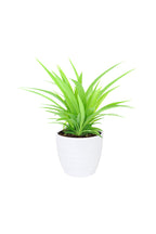Spider Plant Lemon – Chlorophytum