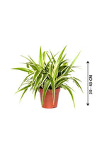 Spider Plant-Chlorophytum - Plantsworld.ae - {{ varient.name }}