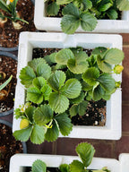 Strawberry – Fragaria - Ananassa