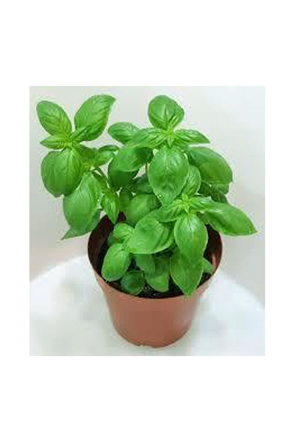 Sweet Basil – Ocimum Basilicum