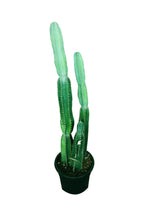 Cactus (Cereus Hildmannianus)