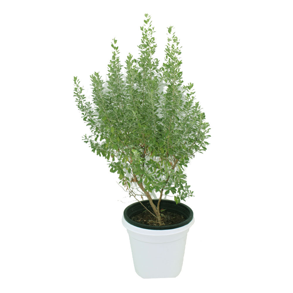 Texas Ranger Texas Sage (Leucophyllum Frutescens)