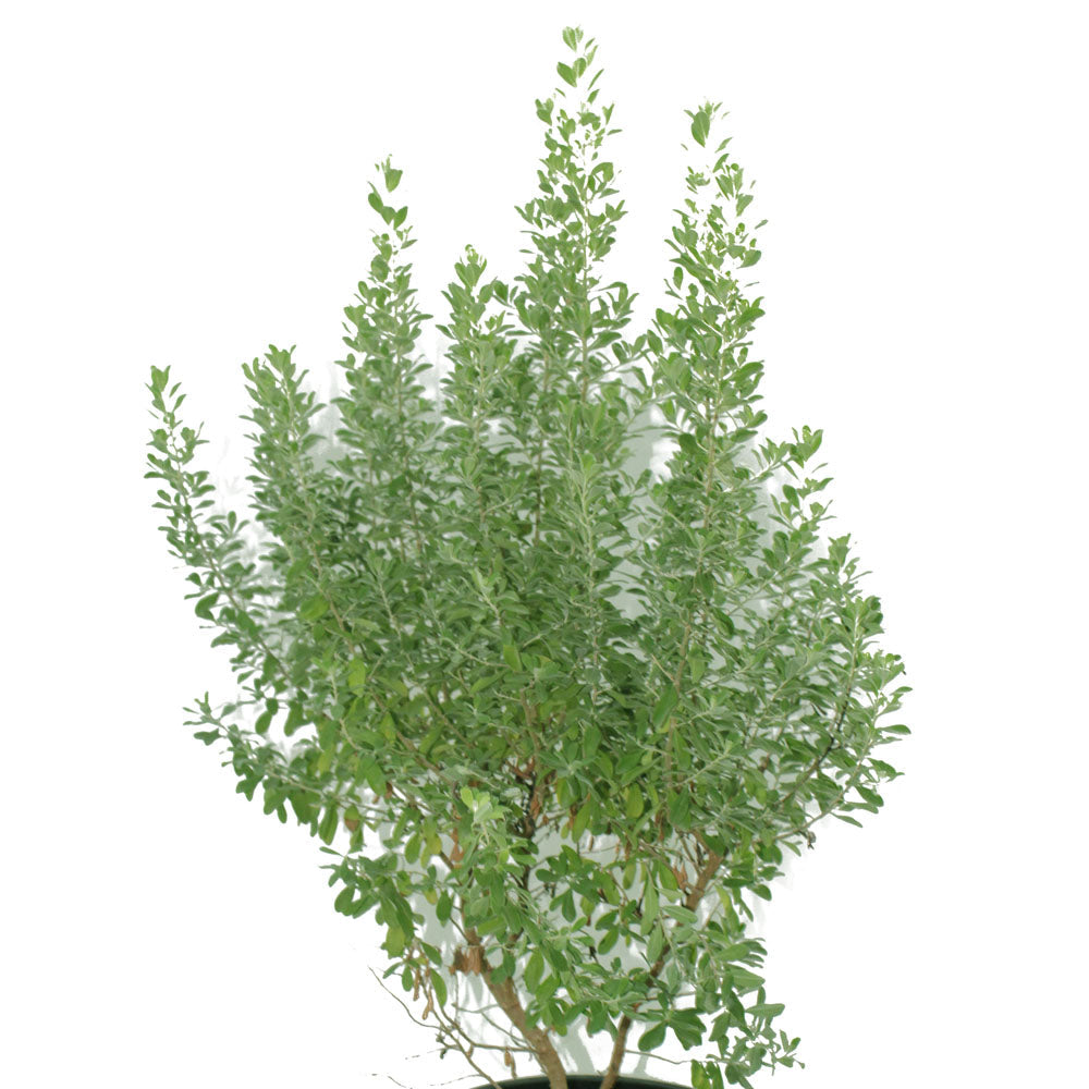 Texas Ranger Texas Sage (Leucophyllum Frutescens)
