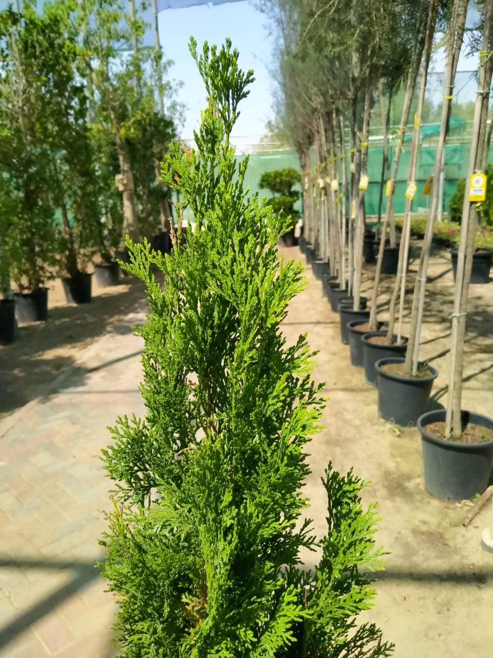 Buy Thuja Online - Arborvitaes - Outdoor Bushy Plant