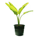 Travelers Palm-Ravenala Madagascariensis - Travelers Palm-Ravenala Madagascariensis - Plantsworld.ae