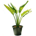 Travelers Palm (Ravenala Madagascariensis)