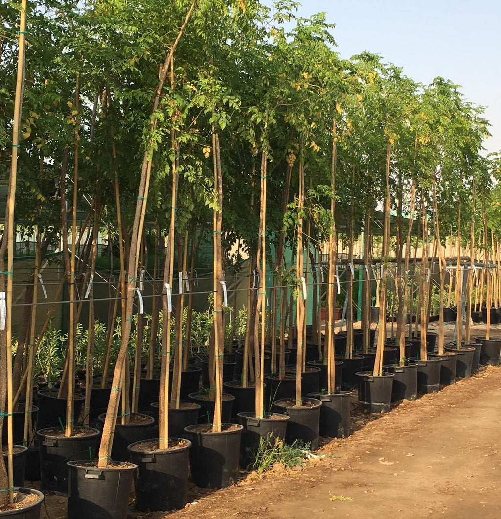 Tree Jasmine Potted Plant - Millingtonia Hortensis