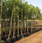 Tree Jasmine Potted Plant - Millingtonia Hortensis