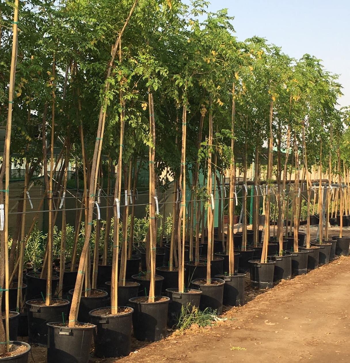 Tree Jasmine Potted Plant - Millingtonia Hortensis