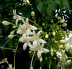 Tree Jasmine Potted Plant - Millingtonia Hortensis