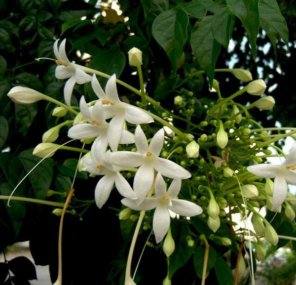Tree Jasmine Potted Plant - Millingtonia Hortensis
