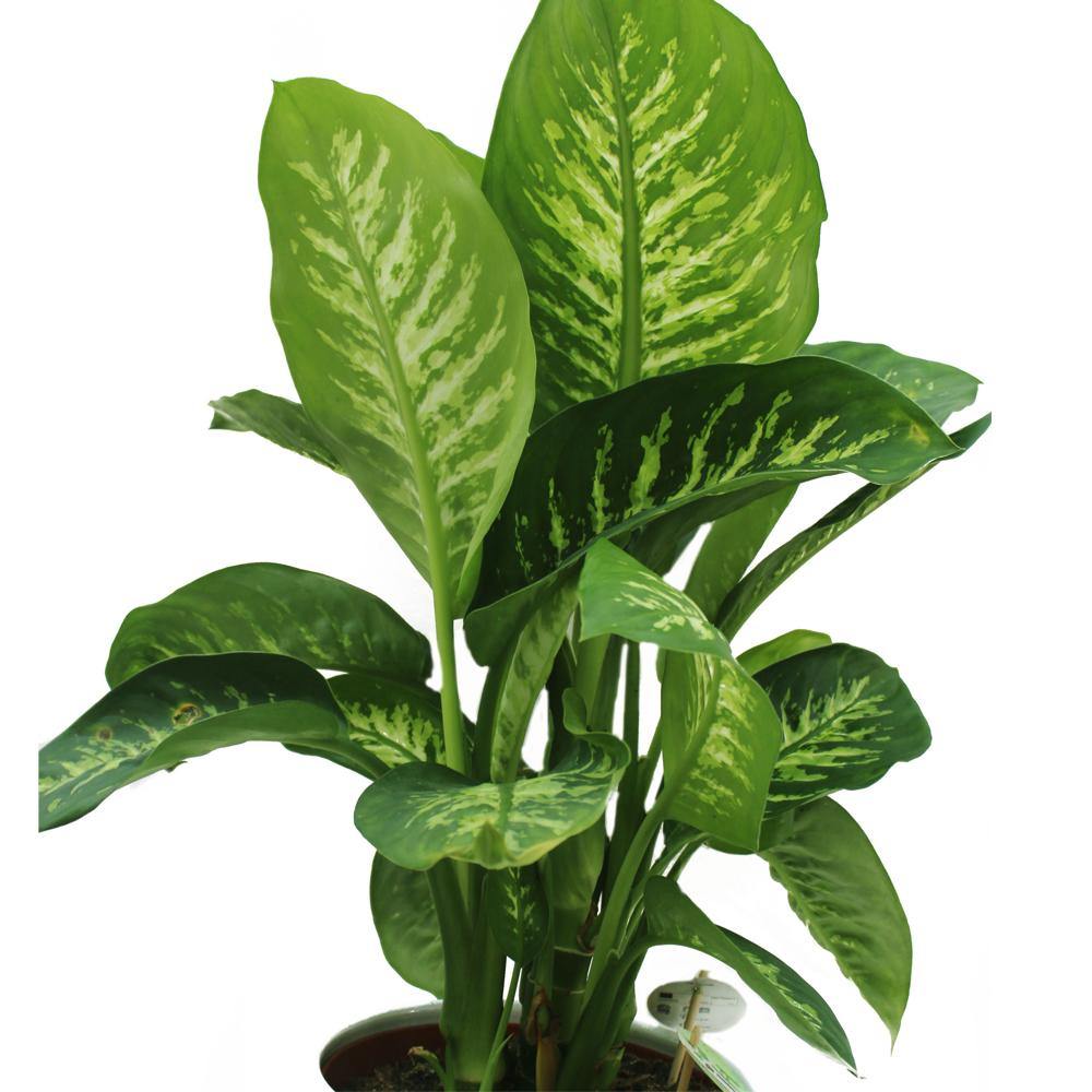 Tropic Snow Dumb Cane (Dieffenbachia Seguine 'Tropic Snow')