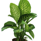 Tropic Snow Dumb Cane (Dieffenbachia Seguine 'Tropic Snow')