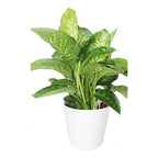 Tropic Snow Dumb Cane (Dieffenbachia Seguine 'Tropic Snow')