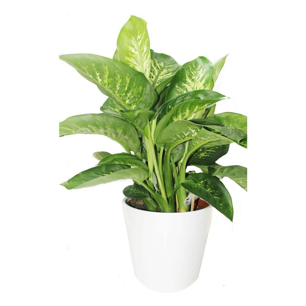 Tropic Snow Dumb Cane (Dieffenbachia Seguine 'Tropic Snow')
