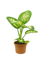 Tropic Snow Dumb Cane (Dieffenbachia Seguine 'Tropic Snow')