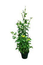 Tecoma Smithii - Trumpet Bush