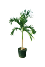 Veitchia Palm – Manila Palm