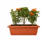 Ixora coccinea bush with bright red flowers in terracotta-style pot