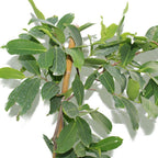 Java Apple ( Water Apple ) – Syzygium Samarangense