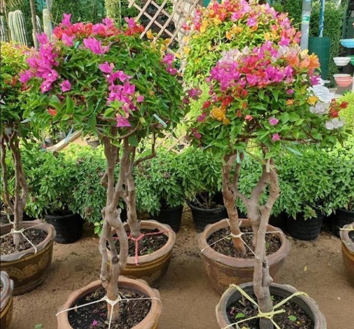 Great Bougainvillea – Bougainvillea Spectabilis