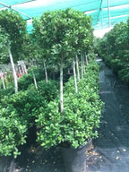 Ficus Panda Potted Plant - Ficus Retusa